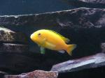 Labidochromis caeruleus 'yellow'