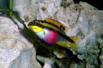 Pelvicachromis pulcher