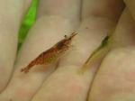 Neocaridina (побольше)