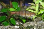 Barbus fasciatus - 2