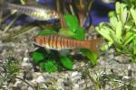 Barbus fasciatus - 3
