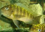 Tropheus Morii Murago