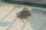 Tropheus Moorii Murago