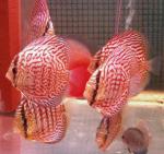 Red Royal discus