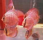 Red Royal discus