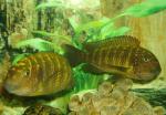 Tropheus Morii Murago