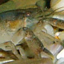Кубинский рак (Procambarus cubensis)