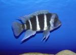 Cyphotilapia frontosa "Blue Mpimbwe"