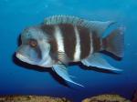 Cyphotilapia frontosa "Blue Mpimbwe"
