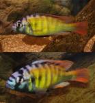haplochromis sp. "44" - самец