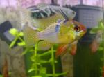   (Microgeophagus Ramirezi)