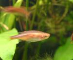 rubescens2