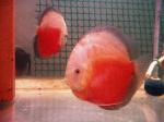 Red-White discus