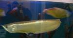 arowana