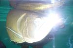 arowana