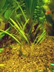 Cryptocoryne albida