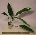 Anubias afzelii.    .