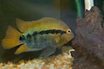 Herotilapia multispinosa-4