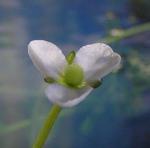  Sagittaria subulata