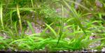    Echinodorus tenellus
