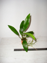 Anubias afzelii
