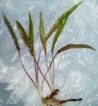 Cryptocoryne cordata?
