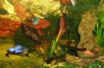 Echinodorus ‘Aflame’