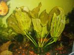 Echinodorus х madagascariensis ???