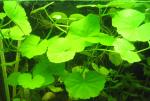 Hydrocotyle leucocephala ()