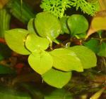 Ludwigia repens