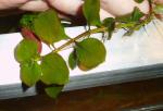 Ludwigia repens1