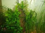 Microsorum pteropus "Windelov"