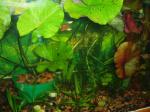Nymphaea