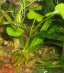 Nymphoides aquatica или водяной банан