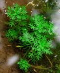 hottonia palustris2
