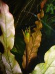 Цветёт Barclaya pierreana