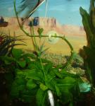 Размножение Echinodorus parviflorus xTropika