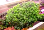 Monosolenium