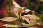Ludwigia repens х acruata ?