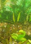 Cryptocoryne...