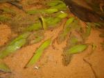 Cryptocoryne