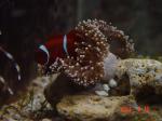 море