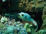 Похожа на морду долматинца