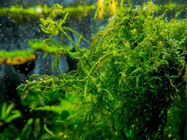 moss sp. THAMARASSERY