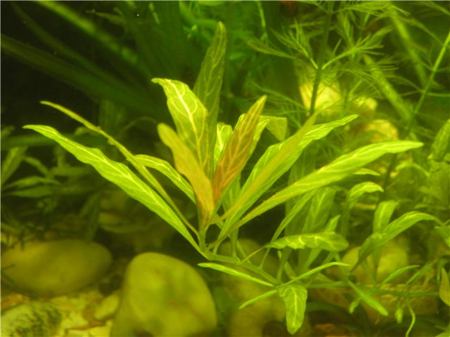 P7150002 01