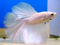 Betta splendens 4