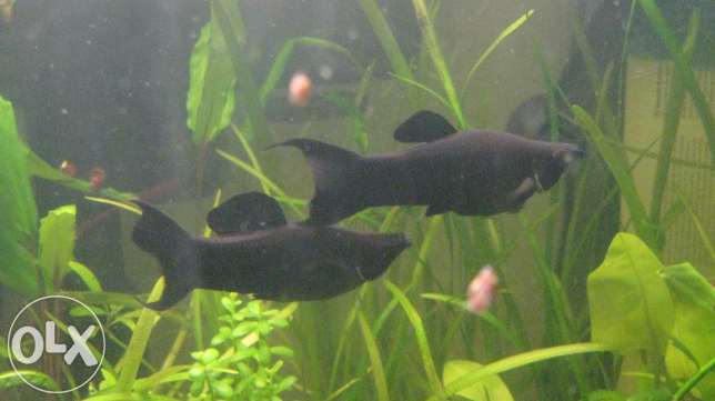 243631062 7 644x461 samtsy mollinezii chernaya lira vilchataya barhatnaya