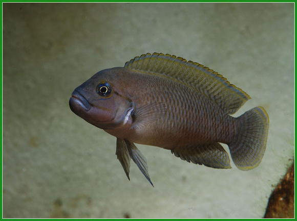 Telmatochromis temporalis shell