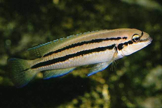 Chalinochromis bifrenatus
