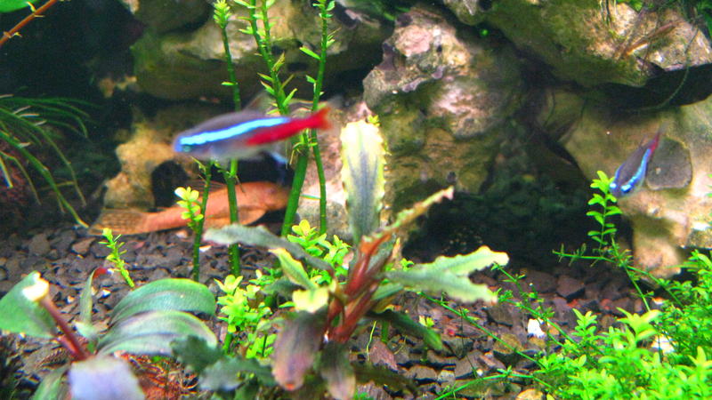 Bucephalandra "Dark Narcissus"